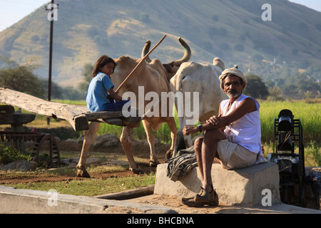 Indische Landwirt und seine Tochter mit Vieh, um seine Felder zu bewässern, Rajasthan, Indien Stockfoto