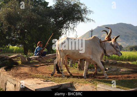 Ein junges indisches Mädchen, das Rinder fährt, um Felder in Rajasthan, Indien zu bewässern Stockfoto