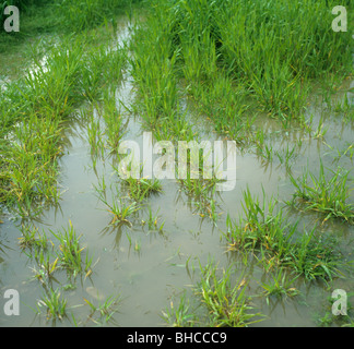 Junge Gerste Ernte naß nach starken Regenfällen Stockfoto