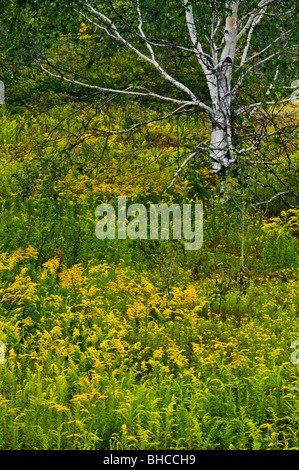 Goldruten im Feld mit Reifen Birke, Greater Sudbury, Ontario, Kanada Stockfoto
