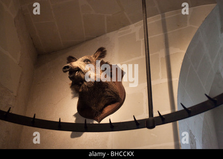 Ausgestopften Wildschwein Kopf Stockfoto