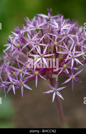 ALLIUM CHRISTOPHII Stockfoto