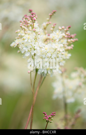 FILIPENDULA VULGARIS ASIATISCHE Stockfoto