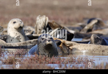 Harbor Seal Elkhorn Slough Kalifornien Stockfoto