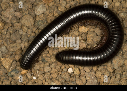 Afrikanischen Riesen Tausendfüßler (Archispirostreptus Gigas) Stockfoto