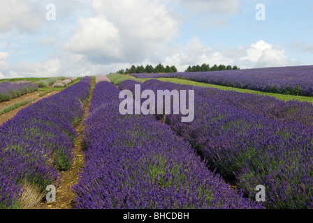 LAVANDULA ANGUSTIFOLIA HIDCOTE LAVENDELFELDER SNOWSHILL LAVENDER FARM Stockfoto