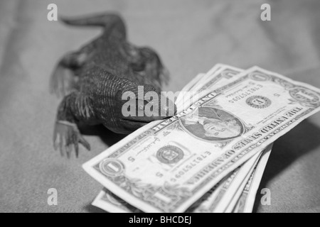 Hölzerne Komodowaran Eidechse Souvenir Carving beißen US-Dollar fakturiert Währung Banknoten im Maul Stockfoto