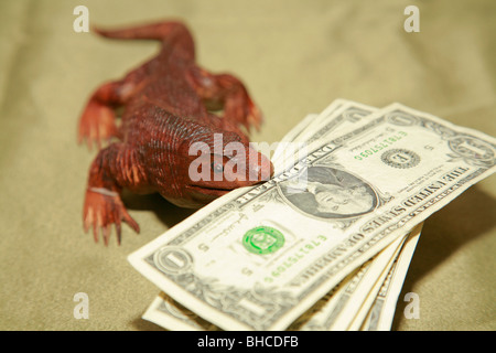 Hölzerne Komodowaran Eidechse Souvenir Carving beißen US-Dollar fakturiert Währung Banknoten im Maul Stockfoto