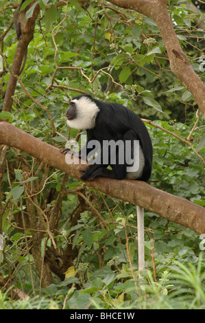Westlichen schwarz-weißen Colobus Affen (Colobus Polykomos) im Regenwald, Ghana Stockfoto