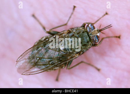 Tsetse-Fliege beißen und ernähren sich von einer Person. Stockfoto