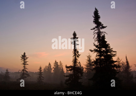 Kiefer und Fichte Silhouetten im Moor vor der Morgendämmerung, Greater Sudbury, Ontario, Kanada Stockfoto