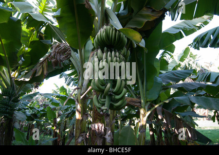 Bananen auf einem Baum am Banana Island, Luxor erntereif Stockfoto