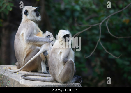 Hanuman-Languren-Affen in Sariska Nationalpark, Indien Stockfoto