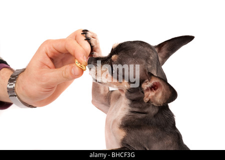 Porträt eines Chihuahua Hund Essen aus der Hand seines Besitzers hautnah Stockfoto