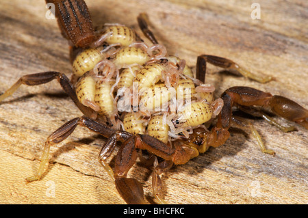 Hottentota Skorpion, trägt seine jungen fotografiert in Tansania, Afrika Stockfoto