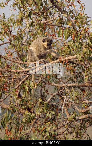 Green Monkey (grüne Aethiops Sabaeus) in Mole National Park, Ghana Stockfoto