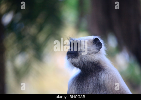 Ein hanuman Langur Affe im Sariska Nationalpark, Indien Stockfoto