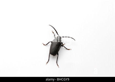 Breit-necked Wurzel Borer, Prionus Laticollis. Stockfoto