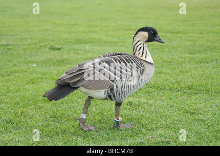 Hawaiianische Gans (Nene) Branta sandvicensis Stockfoto