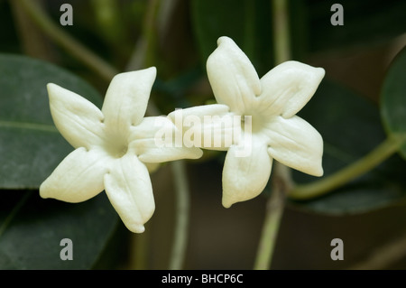 Madagaskar jasmin Nahaufnahme Stockfoto