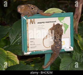 Pygmy Marmoset (Cebuella Pygmaea) Stockfoto