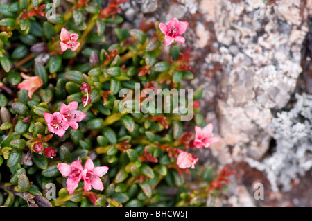 Nachgestellte Azalee oder schleichende Azalee, (Loiseleuria Procumbens) wächst auf dem Plateau des Cairngorm, Schottisches Hochland. Stockfoto