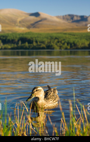 Mallard duck weiblich auf Loch Morlich in Glen More, mit den Cairngorms hinter schottischen Highlands. Stockfoto