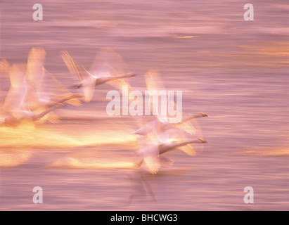 Schwäne fliegen über See Stockfoto