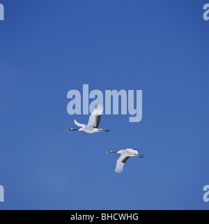 Japanische Kraniche fliegen in blauer Himmel Stockfoto