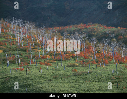 Tote Bäume und Herbstliche Blätter in Erman's Birke, Mt Tokachi, Hokkaido, Japan Stockfoto