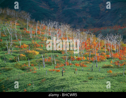 Tote Bäume und Herbstliche Blätter in Erman's Birke, Mt Tokachi, Hokkaido, Japan Stockfoto