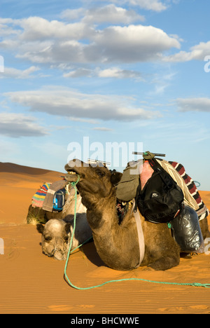 Kamele in der Wüste Sahara, Merzouga, Marokko ruht. Stockfoto