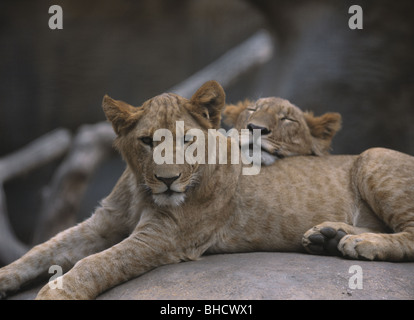 Lions. Asahiyama Zoo, Asahikawa, Hokkaido, Japan Stockfoto