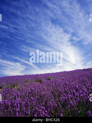 Lavendel Garten. Kamifurano, Hokkaido, Japan Stockfoto