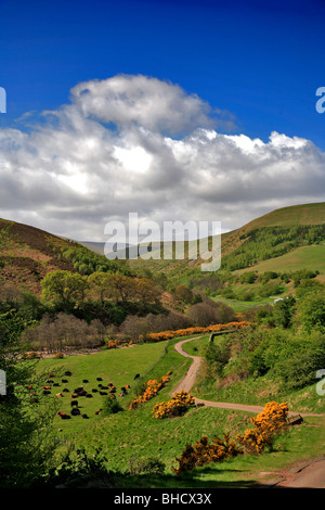 Cheviot Hills Nord Northumbria England Grenzen Stockfoto