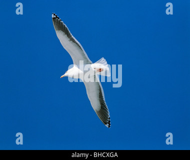 Möwe das Fliegen in blauer Himmel, Kushiro, Hokkaido, Japan Stockfoto