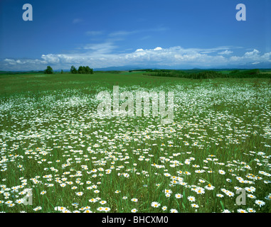 Bild von Feld abdeckung mit Gänseblümchen. Biei, Hokkaido, Japan Stockfoto