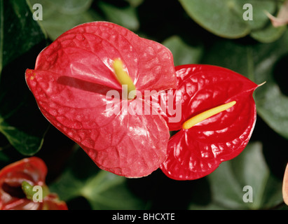 Anthurium, die Präfektur Kanagawa, Japan Stockfoto