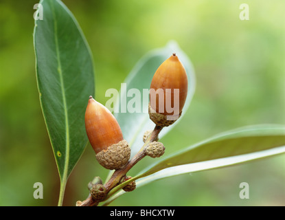 Japanische Stein Eiche Eicheln, Yokohama, Kanagawa Präfektur, Japan Stockfoto