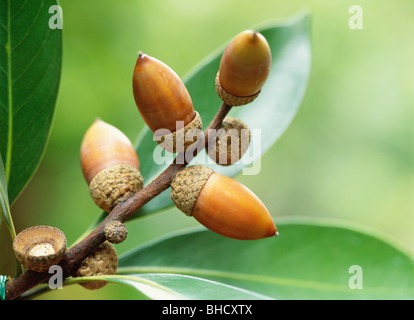 Japanische Stein Eiche Eicheln, Yokohama, Kanagawa Präfektur, Japan Stockfoto