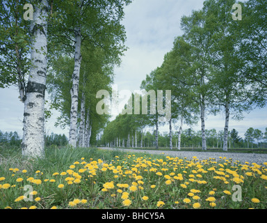 Löwenzahn wächst neben einer kleinen, mit Bäumen gesäumten Straße, Shihoro, Hokkaido, Japan Stockfoto