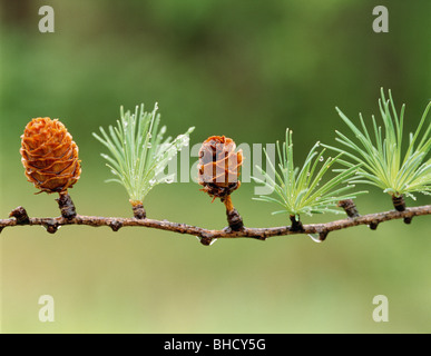Angehende Tannenzapfen auf Lärche Baum, Biei, Hokkaido, Japan Stockfoto