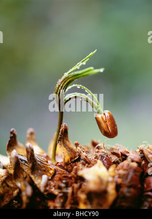 Pine Tree sapling, Shikaribetsu, Hokkaido, Japan Stockfoto
