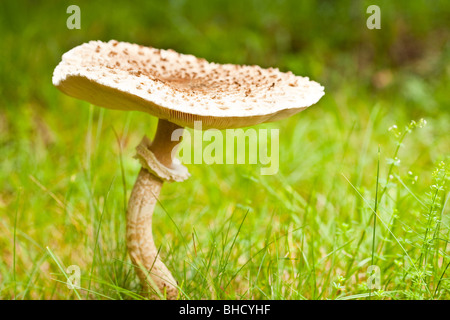 Makro von einem großen Sonnenschirm Pilz im Rasen Stockfoto