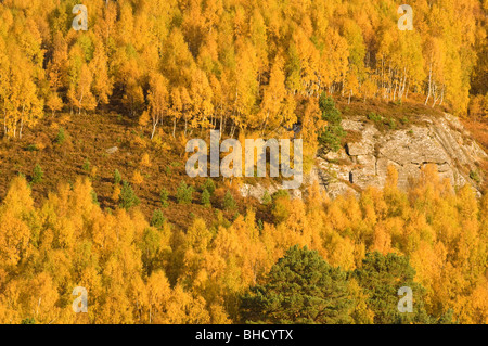 Silber-Birke (Betula Pendel) Wald im Herbst auf einem felsigen Hügel in Rothiemurchus Forest, Schottisches Hochland. Stockfoto