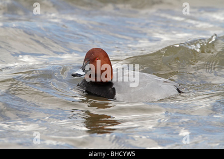 Männliche gemeinsame Tafelenten-schwimmen Stockfoto