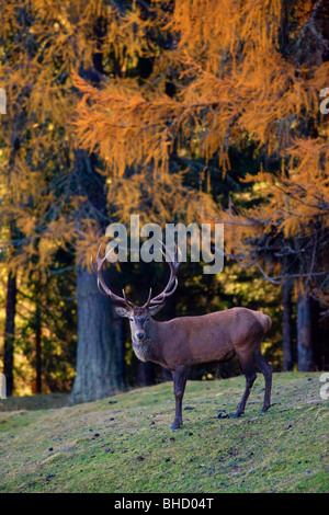 Ein Reh im Wald Paneveggio Stockfoto