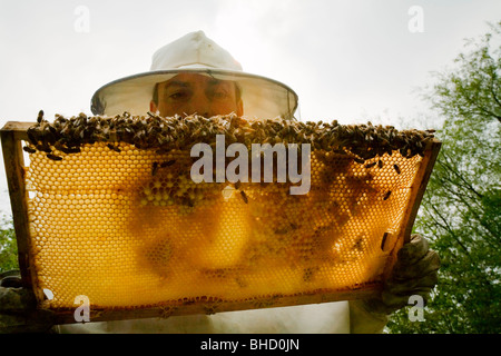 Imker Stockfoto