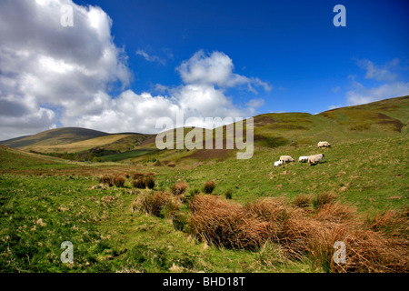 Cheviot Hills Nord Northumbria England Grenzen Stockfoto