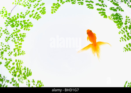 Digital composite von Goldfish und belaubten Zweigen Stockfoto